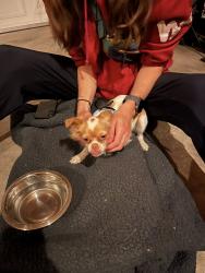 Found/Stray Male Dog last seen 20th and Sheridan- Sloan's Lake, Edgewater, CO 80214