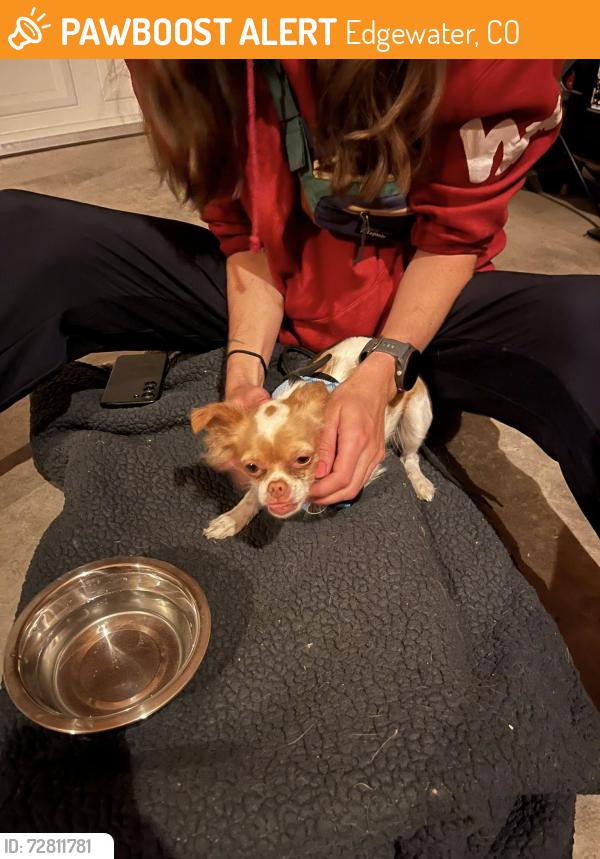 Found/Stray Male Dog last seen 20th and Sheridan- Sloan's Lake, Edgewater, CO 80214