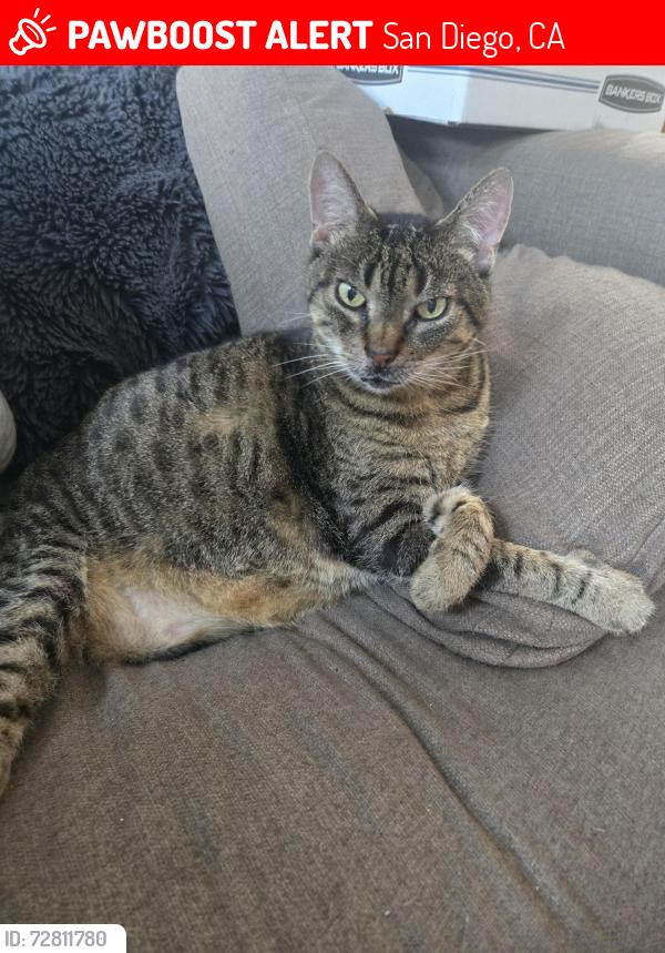 Lost Male Cat last seen 39th St. & Quince St, San Diego, CA 92105
