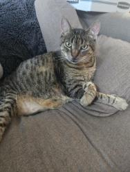 Lost Male Cat last seen 39th St. & Quince St, San Diego, CA 92105