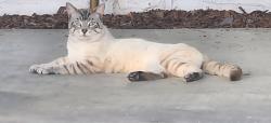 Found/Stray Unknown Cat last seen El camino / Los padres, Santa Clara, CA 95050