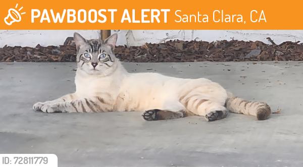 Found/Stray Unknown Cat last seen El camino / Los padres, Santa Clara, CA 95050