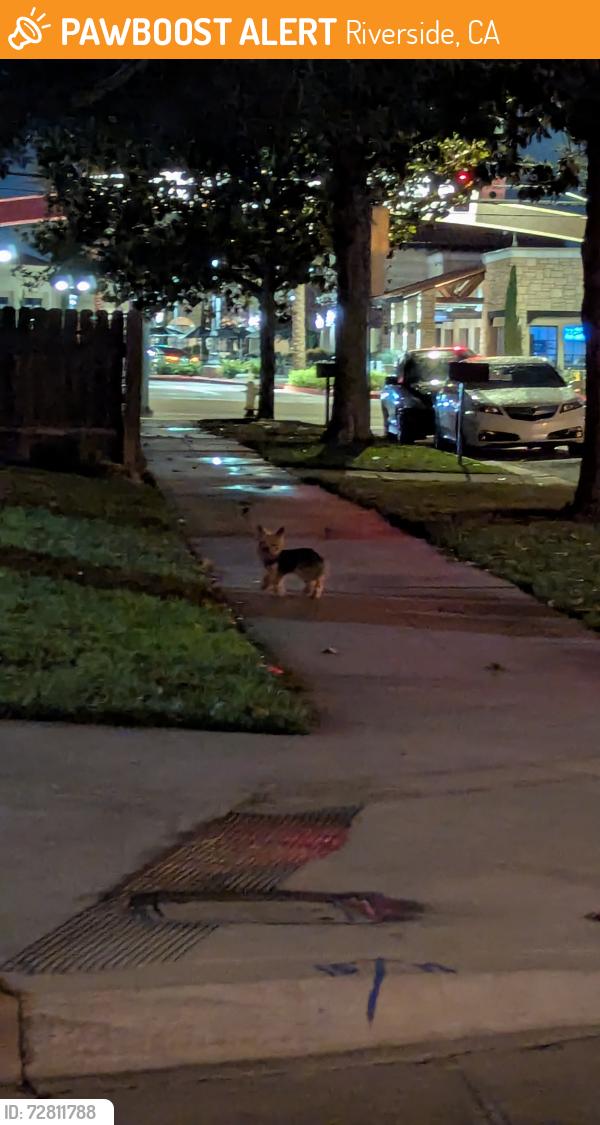Found/Stray Unknown Dog last seen CBU, Riverside, CA 92504