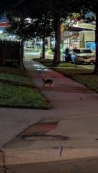 Found/Stray Unknown Dog last seen CBU, Riverside, CA 92504