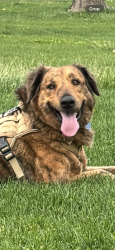 Lost Male Dog last seen Scotland Yard Park 91st and Cortez in Peoria, Peoria, AZ 85345