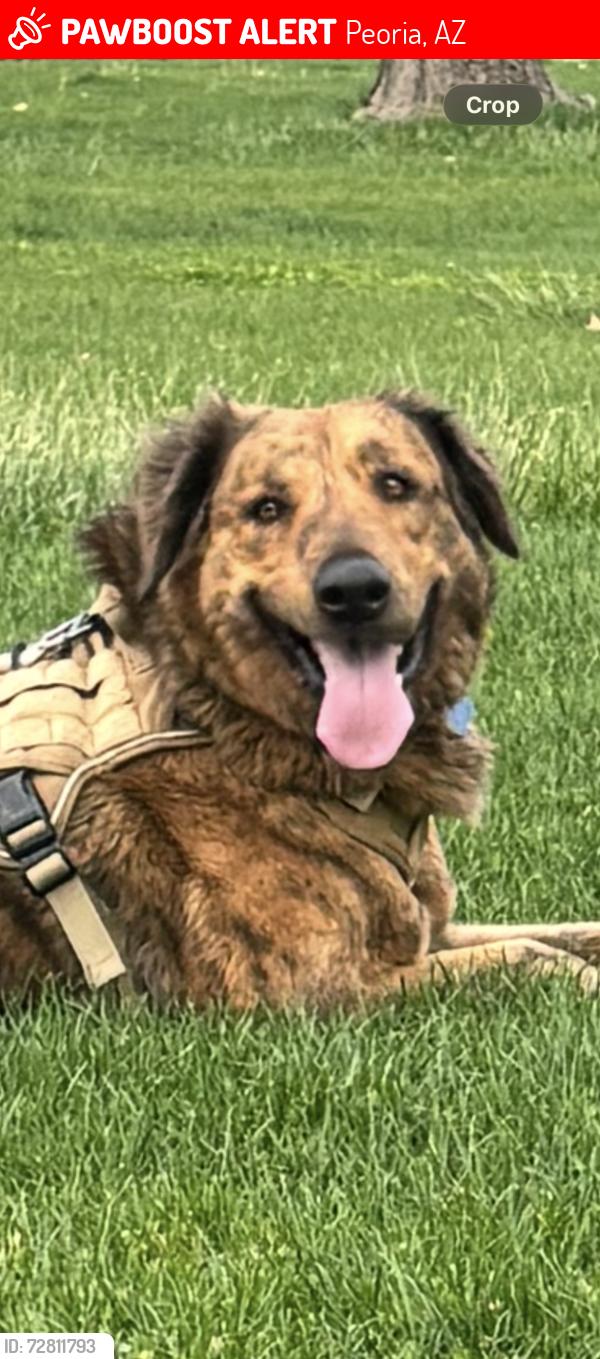 Lost Male Dog last seen Scotland Yard Park 91st and Cortez in Peoria, Peoria, AZ 85345