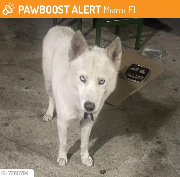 Found/Stray Male Dog last seen 36th Street NW 20th Avenue, Miami, FL 33147