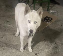 Found/Stray Male Dog last seen 36th Street NW 20th Avenue, Miami, FL 33147