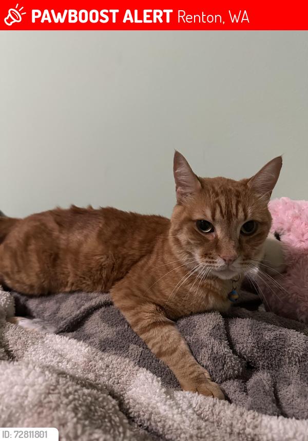 Lost Male Cat last seen Nile, Renton, WA 98059