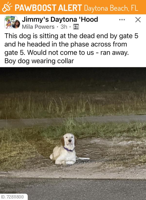 Found/Stray Male Dog last seen Timber Creek and Margaritaville Ave., Daytona Beach, FL 32124