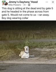 Found/Stray Male Dog last seen Timber Creek and Margaritaville Ave., Daytona Beach, FL 32124