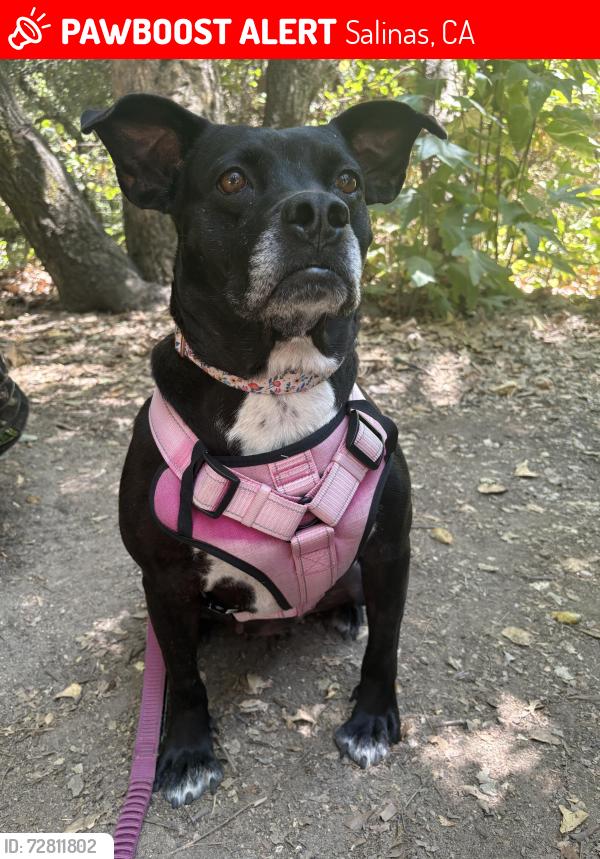 Lost Female Dog last seen John and work street intersection, by the rail road tracks , Salinas, CA 93901