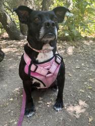 Lost Female Dog last seen John and work street intersection, by the rail road tracks , Salinas, CA 93901