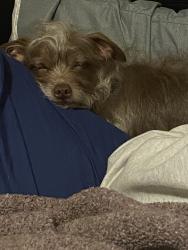 Lost Male Dog last seen Vanoween st, sepulvida, van nuys, Los Angeles, CA 91406