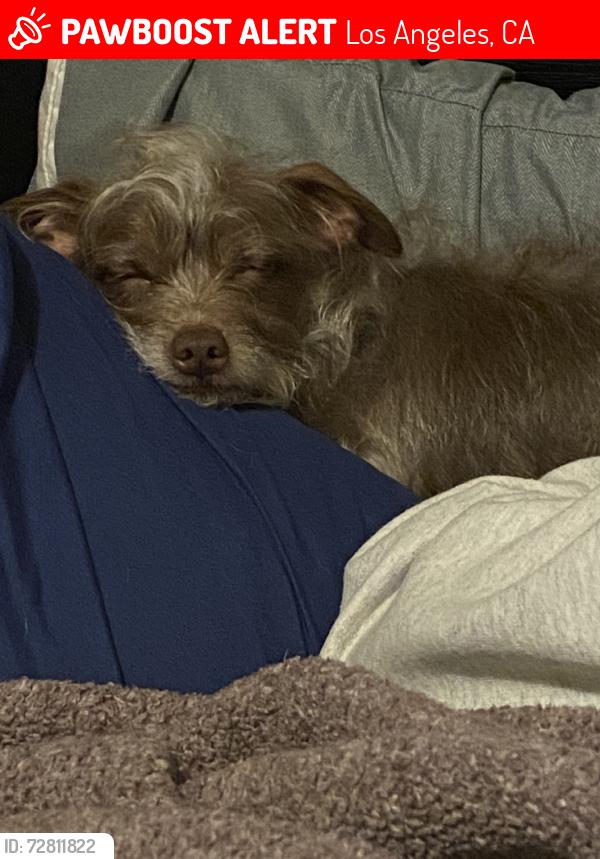 Lost Male Dog last seen Vanoween st, sepulvida, van nuys, Los Angeles, CA 91406