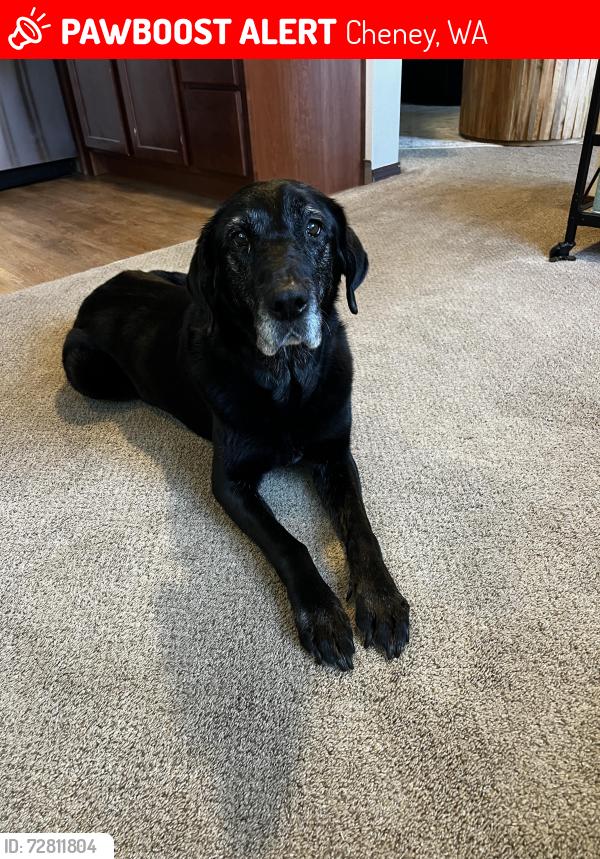 Lost Female Dog last seen Near south Long rd Cheney Washington 99004, Cheney, WA 99004