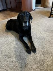 Lost Female Dog last seen Near south Long rd Cheney Washington 99004, Cheney, WA 99004