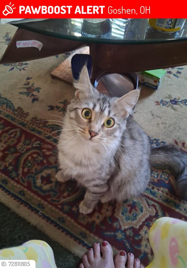 Lost Female Cat last seen Bray and Woodville, Goshen, OH 45122
