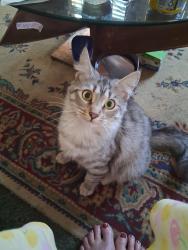 Lost Female Cat last seen Bray and Woodville, Goshen, OH 45122