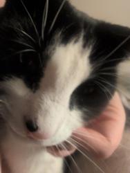 Lost Male Cat last seen Hamberton Cir Murfreesboro Tennessee , Murfreesboro, TN 37128
