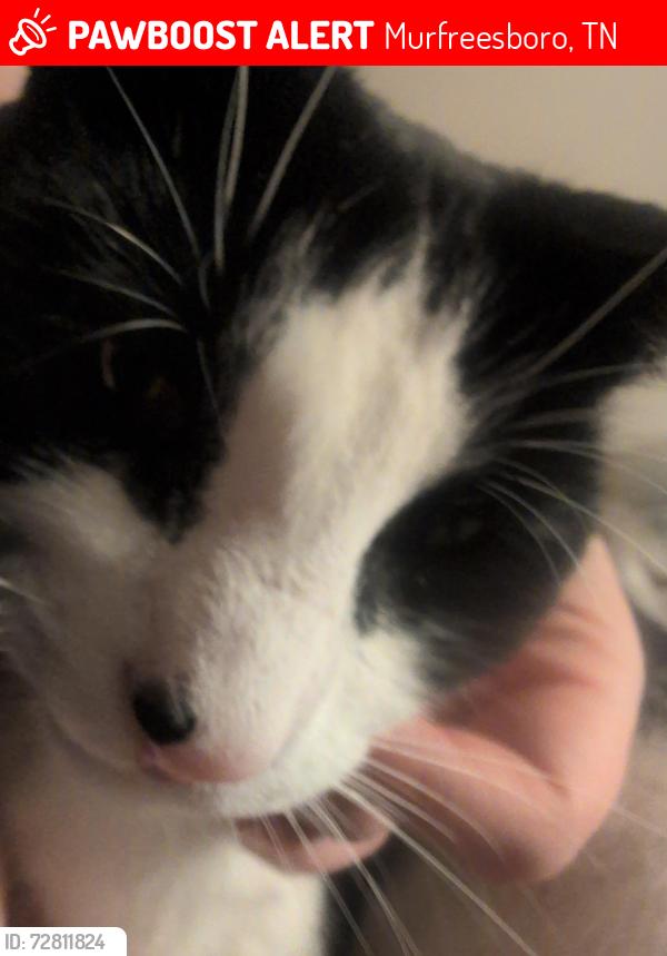 Lost Male Cat last seen Hamberton Cir Murfreesboro Tennessee, Murfreesboro, TN 37128