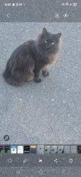 Lost Female Cat last seen N villas on and alamo dr, Chandler, AZ 85224