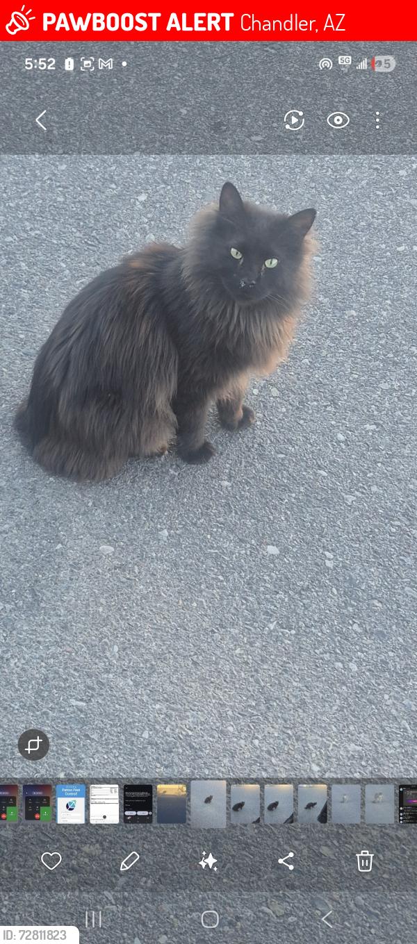 Lost Female Cat last seen N villas on and alamo dr, Chandler, AZ 85224