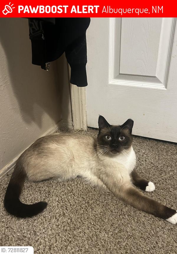 Lost Male Cat last seen del maestro and del rey, in the 98th and sage area., Albuquerque, NM 87121