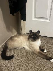 Lost Male Cat last seen del maestro and del rey, in the 98th and sage area., Albuquerque, NM 87121