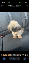 Lost Male Dog last seen Cottage grove, Chicago, IL 60637