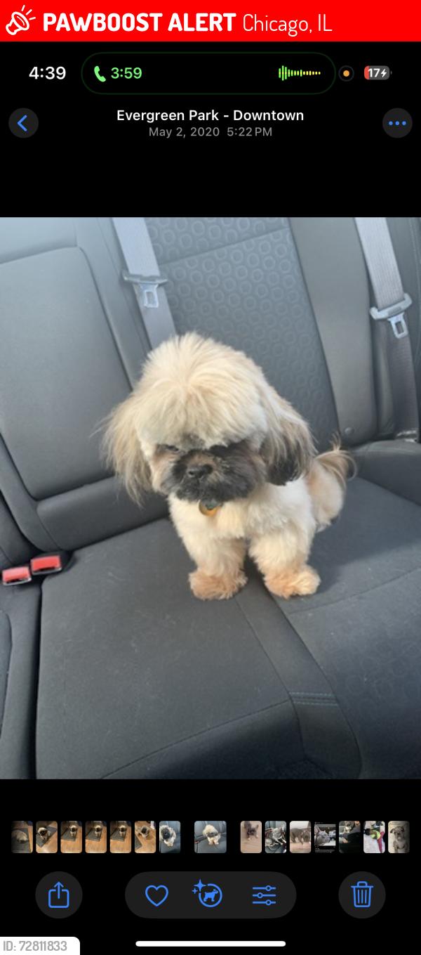 Lost Male Dog last seen Cottage grove, Chicago, IL 60637