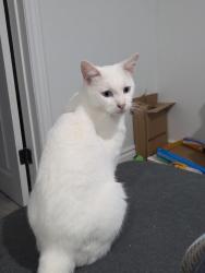 Lost Male Cat last seen Upper Wellington Street and Fennel Avenue East, Hamilton, ON L9A 3R3