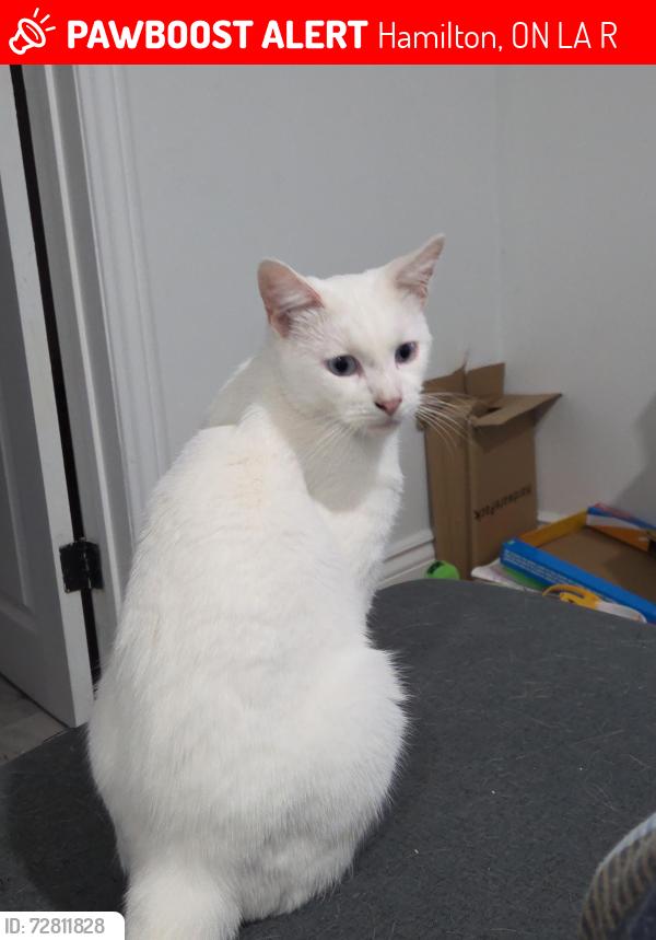 Lost Male Cat last seen Upper Wellington Street and Fennel Avenue East, Hamilton, ON L9A 3R3