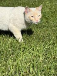 Lost Female Cat last seen Tukwila , Tukwila, WA 98168