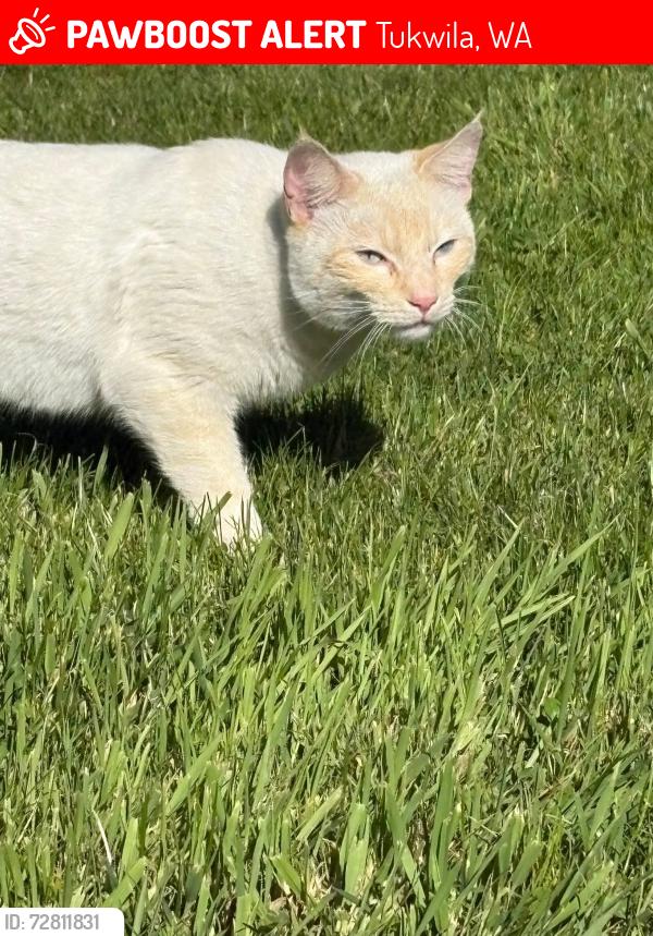Lost Female Cat last seen Tukwila , Tukwila, WA 98168