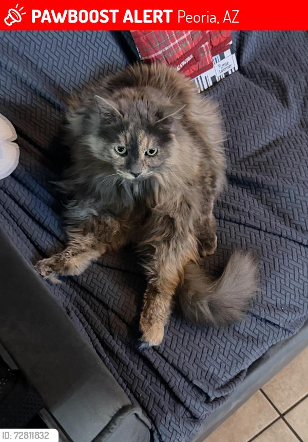 Lost Female Cat last seen 71st ave and Hatcher near sunny slope park , Peoria, AZ 85345