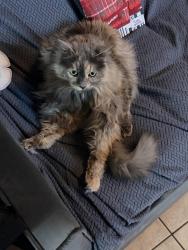Lost Female Cat last seen 71st ave and Hatcher near sunny slope park , Peoria, AZ 85345