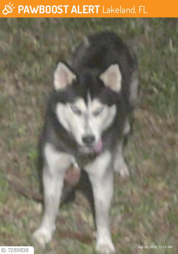 Found/Stray Male Dog last seen Reynolds road and flt Road , Lakeland, FL 33801