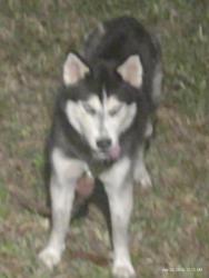 Found/Stray Male Dog last seen Reynolds road and flt Road , Lakeland, FL 33801