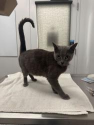 Shelter Stray Female Cat last seen E 11th St and Euclid Ave, 64127, MO, Kansas City, MO 64132