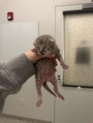 Shelter Stray Female Cat last seen E 11th St and Euclid Ave, 64127, MO, Kansas City, MO 64132