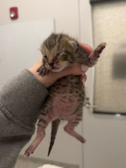 Shelter Stray Female Cat last seen E 11th St and Euclid Ave, 64127, MO, Kansas City, MO 64132
