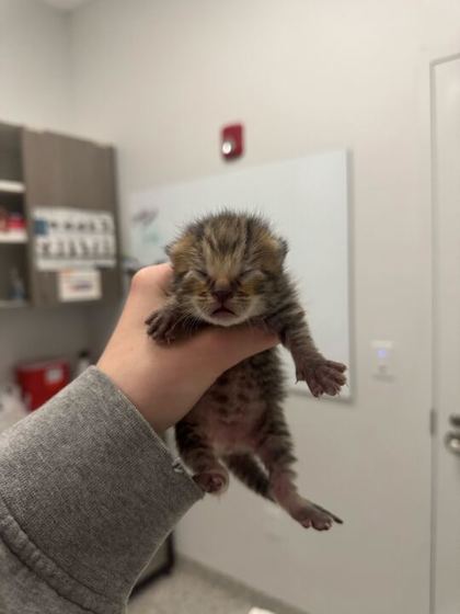 Shelter Stray Female Cat last seen E 11th St and Euclid Ave, 64127, MO, Kansas City, MO 64132
