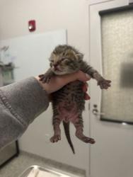 Shelter Stray Male Cat last seen E 11th St and Euclid Ave, 64127, MO, Kansas City, MO 64132
