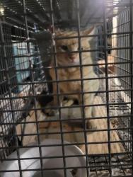 Found/Stray Unknown Cat last seen E Nisbet Ct and N 30th St , Phoenix, AZ 85032