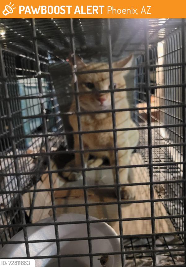 Found/Stray Unknown Cat last seen E Nisbet Ct and N 30th St , Phoenix, AZ 85032