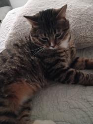Lost Male Cat last seen Cerca de McKinley thatcher  Elementary , Denver, CO 80210