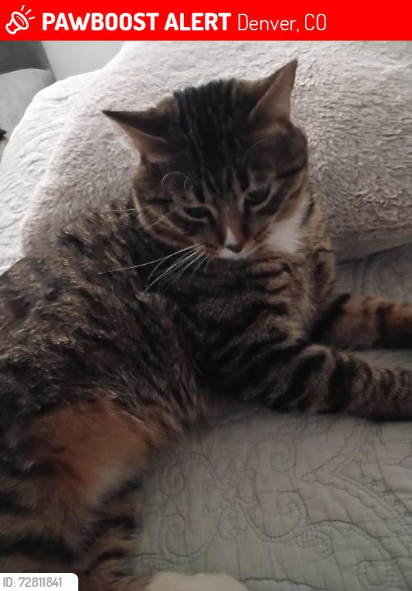 Lost Male Cat last seen Cerca de McKinley thatcher Elementary, Denver, CO 80210