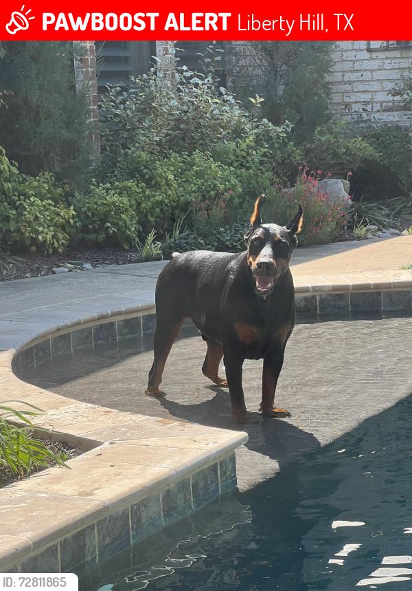 Lost Male Dog last seen Neighborhood liberty hill Texas , Liberty Hill, TX 78642