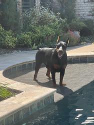 Lost Male Dog last seen Neighborhood liberty hill Texas , Liberty Hill, TX 78642